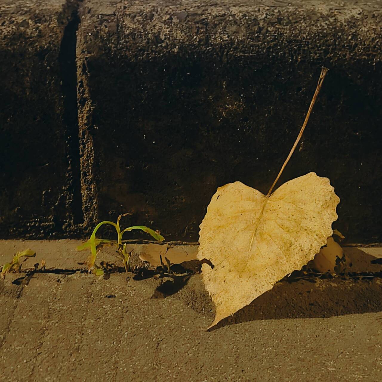 关于Redis的分布式缓存问题